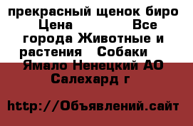 прекрасный щенок биро › Цена ­ 20 000 - Все города Животные и растения » Собаки   . Ямало-Ненецкий АО,Салехард г.